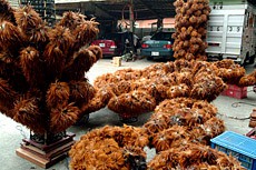 豐澤的雞毛撢子製造業曾經盛極一時