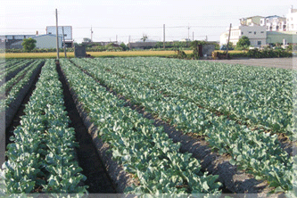 三省村的最大宗農作物—花椰菜。花椰菜香滿田畦，堪稱是「花椰菜的故鄉」（施坤鑑攝影）
