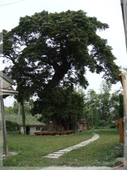 廍子社區百年茄苳樹