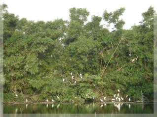 打廉社區內的魚池竹林是成千上萬的白鷺鷥與夜鷺的棲息地