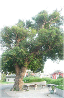 欣欣向榮的大樹象徵瓦磘；社區的成長